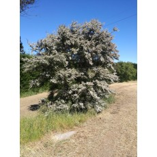 Kunzea robusta